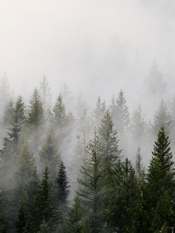 วอลเปเปอร์ภาพป่าไม้ (สั่งผลิต)