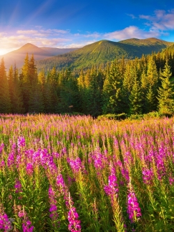 วอลเปเปอร์ ภาพดอกไม้