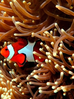 วอลเปเปอร์ ภาพใต้ท้องทะเล