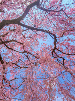 วอลเปเปอร์ภาพซากุระ (สั่งผลิต)