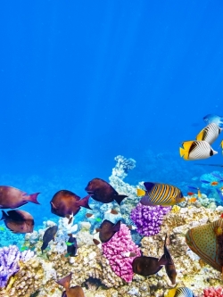 วอลเปเปอร์ ภาพใต้ท้องทะเล