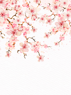 วอลเปเปอร์ภาพซากุระ (สั่งผลิต)