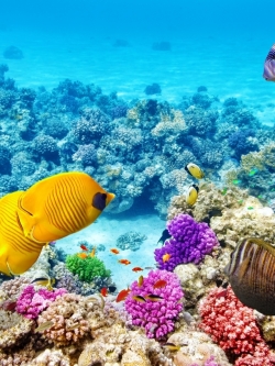 วอลเปเปอร์ ภาพใต้ท้องทะเล