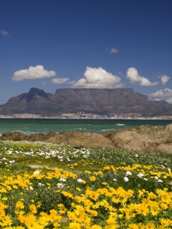 วอลเปเปอร์ ภาพดอกไม้