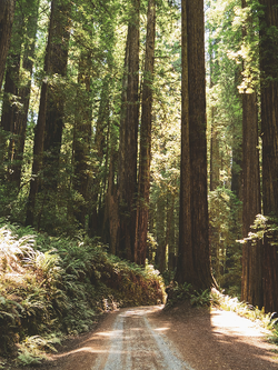 วอลเปเปอร์ภาพป่าไม้ (สั่งผลิต)