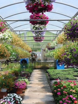 วอลเปเปอร์ ภาพดอกไม้