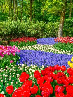 วอลเปเปอร์ ภาพดอกไม้