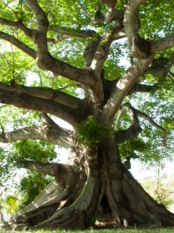 ภาพวิวสั่งผลิด ต้นไม้ใหญ่