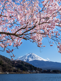 วอลเปเปอร์ภาพซากุระ (สั่งผลิต)