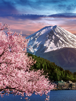 วอลเปเปอร์ภาพซากุระ (สั่งผลิต)