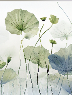 วอลเปเปอร์ภาพดอกบัว (สั่งผลิต)