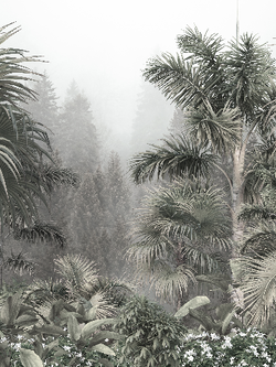 วอลเปเปอร์ภาพป่าเขตร้อน Tropical (สั่งผลิต)