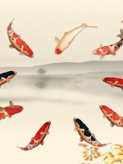 ปลาคราฟ เสริมฮวงจุ้ย