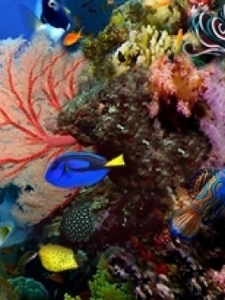 วอลเปเปอร์ ภาพใต้ท้องทะเล