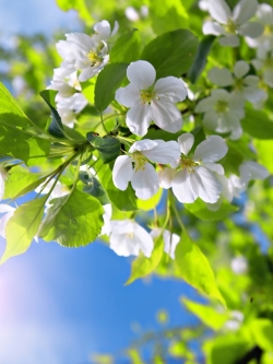 วอลเปเปอร์ ภาพดอกไม้