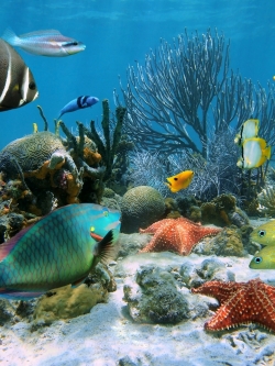 วอลเปเปอร์ ภาพใต้ท้องทะเล