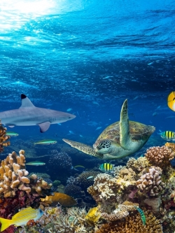 วอลเปเปอร์ ภาพใต้ท้องทะเล