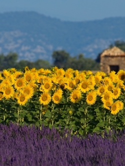 วอลเปเปอร์ ภาพดอกไม้