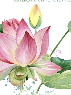 วอลเปเปอร์ภาพดอกบัว (สั่งผลิต)