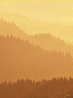 วอลเปเปอร์ภาพป่าไม้ (สั่งผลิต)