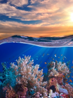 วอลเปเปอร์ ภาพใต้ท้องทะเล