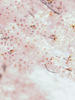 วอลเปเปอร์ภาพซากุระ (สั่งผลิต)