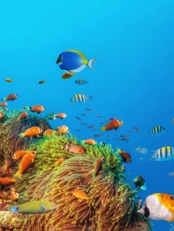 วอลเปเปอร์ ภาพใต้ท้องทะเล