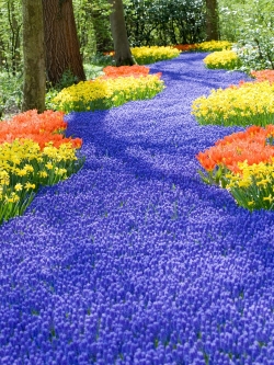 วอลเปเปอร์ ภาพดอกไม้