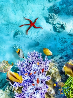 วอลเปเปอร์ ภาพใต้ท้องทะเล