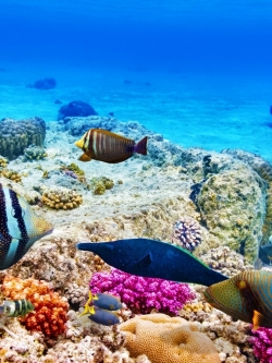 วอลเปเปอร์ ภาพใต้ท้องทะเล