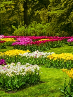 วอลเปเปอร์ ภาพดอกไม้