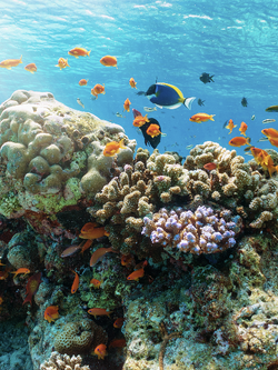 วอลเปเปอร์ภาพใต้ทะเล (สั่งผลิต)