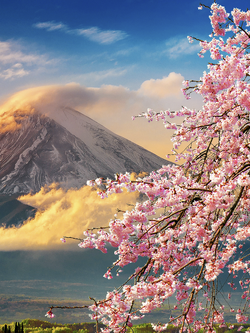 วอลเปเปอร์ภาพซากุระ (สั่งผลิต)