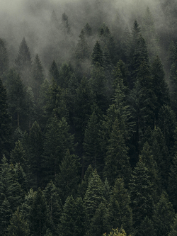 วอลเปเปอร์ภาพป่าไม้ (สั่งผลิต)