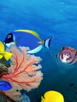 วอลเปเปอร์ ภาพใต้ท้องทะเล