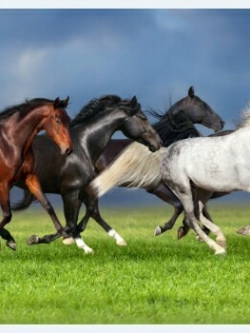 วอลเปเปอร์ เสริมฮวงจุ้ย ภาพรูปม้า 011