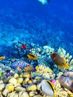 วอลเปเปอร์ ภาพใต้ท้องทะเล