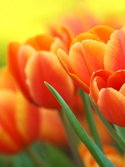 วอลเปเปอร์ ภาพดอกไม้