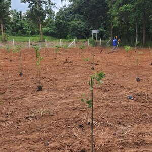 รับปลูกป่าภาคกลาง รับปลูกต้นไม้ยืนต้นภาคกลาง