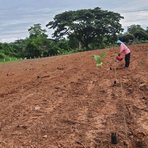 รับปลูกป่าภาคเหนือ รับปลูกต้นไม้ยืนต้นภาคเหนือ