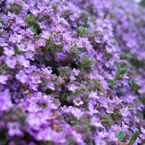 Herbs เมล็ดสมุนไพรต่างประเทศ