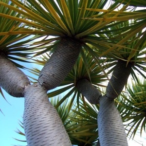 Tree Seed เมล็ดต้นไม้ต่างประเทศ