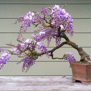 Flower seeds เมล็ดพันธุ์ดอกไม้