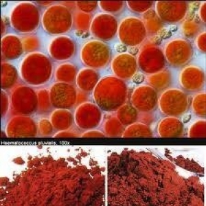 Astaxanthin - The King of Antioxidant แอสตาแซนทีน