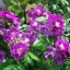 Climbing Rose Seeds Climber Purple Perennials Organic