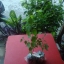 ต้นพลัม Plum (เสียบยอด)