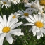 75000 เมล็ด 100 กรัม Annual Daisy Chrysanthemum leucanthemu Flower