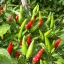 พริกหอม(ขี้หนูสวน) Capsicum annuum