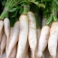 หัวไชเท้า/ผักไควาเระ Daikon