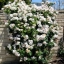 Climbing Rose Seeds Climber Pure White Perennials Flower